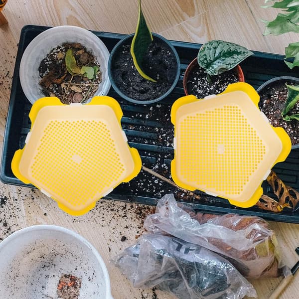 Veggie Trays Seeding Nursery Tray 3pcs Bean Sprout Container Sprouter Germinator Bean Sprouts Machine