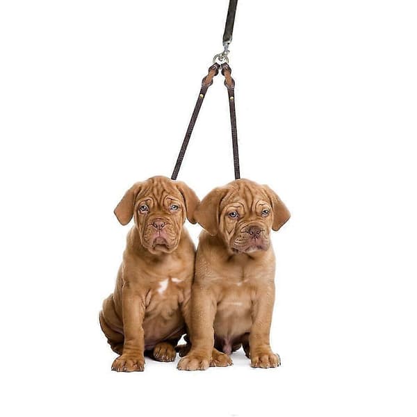 2-vejs læder dobbelt hundesnor til to hunde [DB] Black