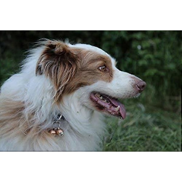Ekstra Høje Katte- & Hundeklokker | Kæledyrs Tracker | Red Fugle & Dyreliv [db]