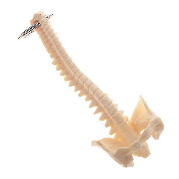 Handgjorda mänskliga ryggradsskelettmodell nyckelring Skolhjälp lärandeverktyg