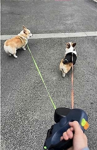 Line til to hunde Materiale 3 M [DB] purple