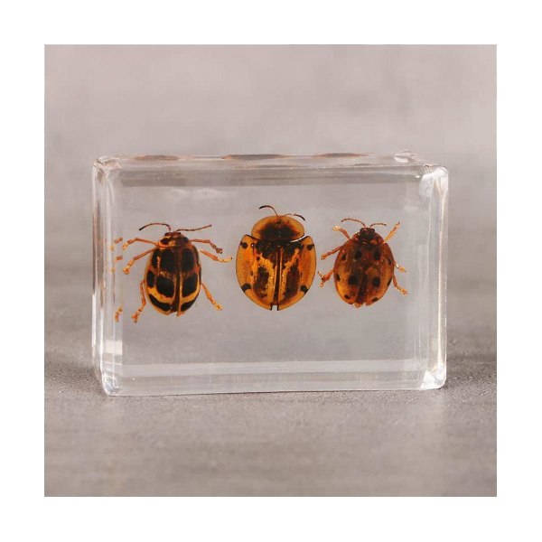 10 vakre insektprøver i krystallharpiks Insektsamlingspapir Ulike insektprøver P