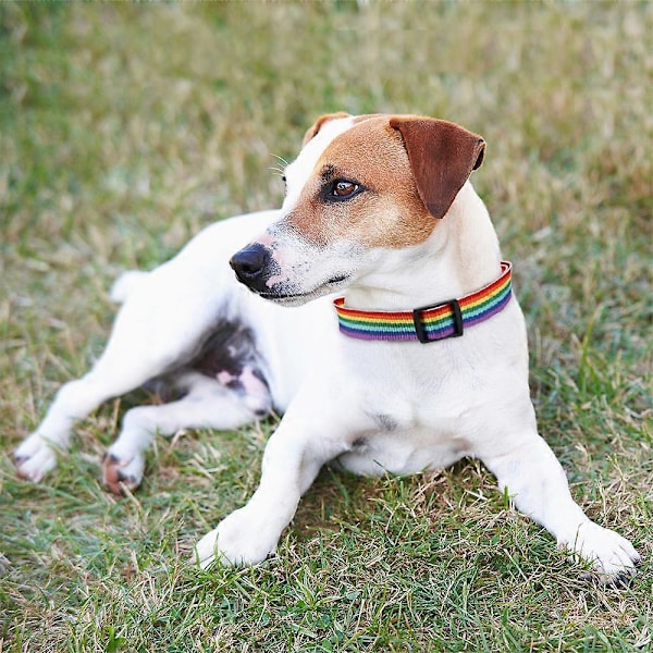 Dog Pride Mode Tilbehør, Regnbueflag Hundehalsbånd med Ikke-absorberende Materiale til Aktive Kæledyr, Drejelig Bolt Snap Tilbyder Sikkerhed og E [DB]