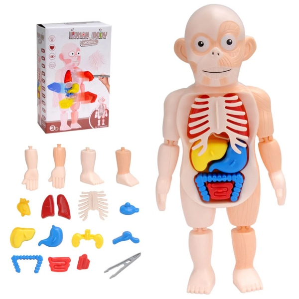 15 st Barnkropp Anatomi Modell Mänsklig Torso Montessori Pedagogiska inlärningsleksaker Organmonterad leksak 3D-pussel för barn Red