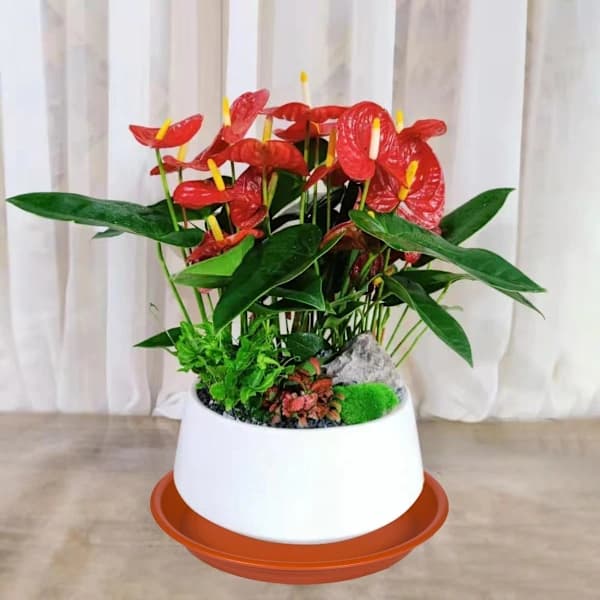 Plastplantebrett - Robuste plantebrett Holdbare vannsamlere for innendørs og utendørs blomsterpotter