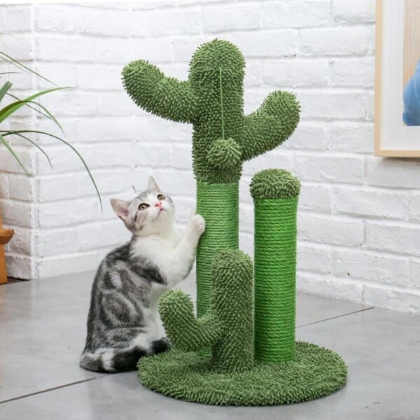 Kaktus Stil Katt Tre Hus Klatring Strekke stolper