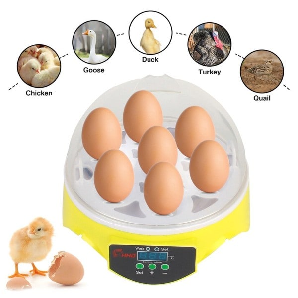 Mini Ägg Inkubator Gård Kläckeri Bröder Justerbar Digital Temperatur Fjäderfä Inkubator