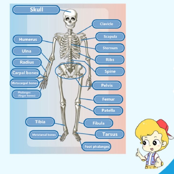 Barn pedagogisk leksak vetenskap STEM spel monterad mänsklig kropp skelett anatomi organ ben kit leksaker