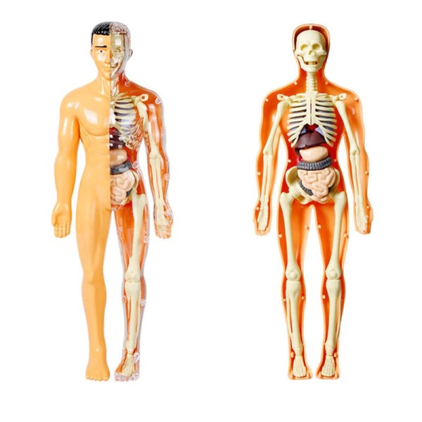 3D puslespill simulering menneske skjelett modell menneske kropp anatomi modell