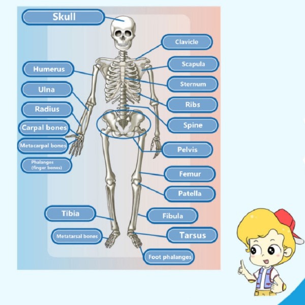 Børn Pædagogisk Legetøj Science STEM Spil Samlet Menneske Krop Skelet Anatomi Organer Knogler Kit Legetøj