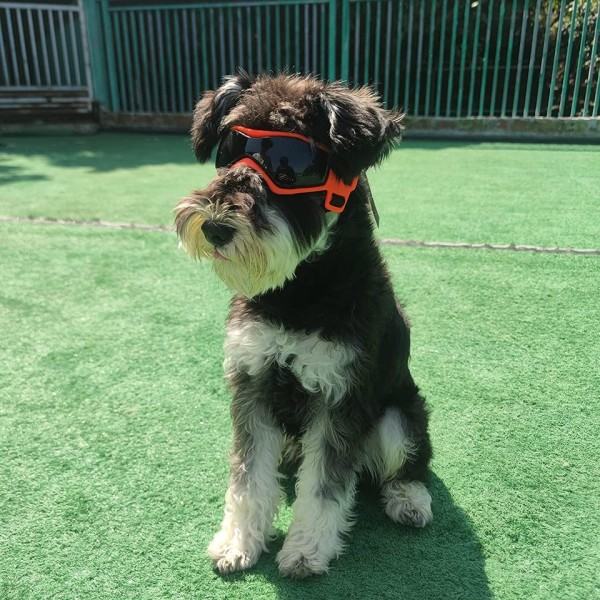 Hunde Goggles Små Race Easy Wear Små Hund Solbriller,Ajusterbare UV Beskyttelse Hvalpe Solbriller