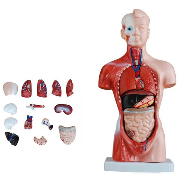Torso Modell Biologisk Pedagogisk Leker Menneske Anatomi Modell Menneske Kropp Struktur Leketøy