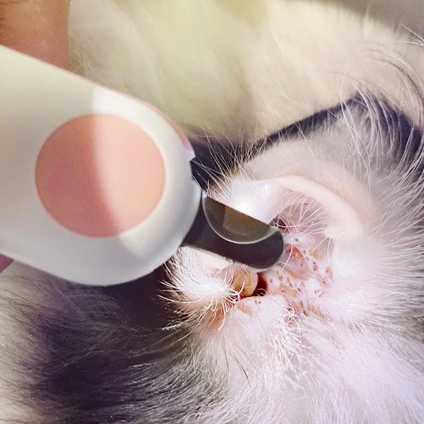 LED Lys Katt Hund Negleklipper Kutter Profesjonell Kjæledyr klo trimmer med sikkerhet lås valp kattunge dyr stell stell verktøy sett