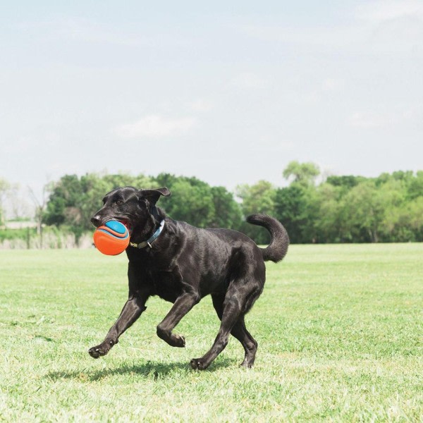 Hunde legetøj udendørs reb bold gummi bold modstandsdygtig mod bidende  tænder hunde golden retriever interaktivt spil 7f67 | Fyndiq