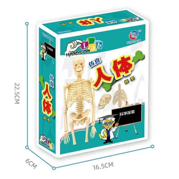 Lapset opetus lelu tiede STEM peli koottu ihminen keho luuranko anatomia elimet luut pakkaus lelut