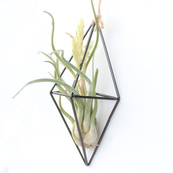 Metal hængende plante potte plante holder til luft planter display med kæder væg hængende geometrisk luft planter stativ