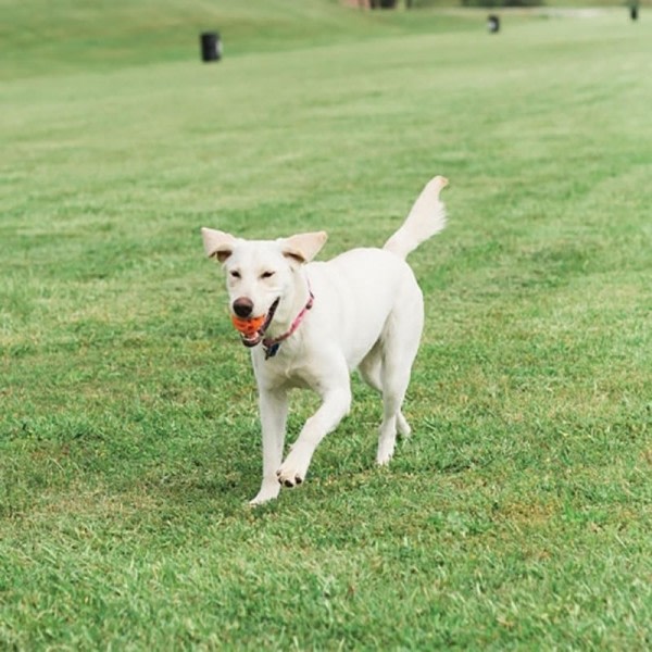 Andas höger hämta boll husdjur hund valp tugga leksak ren naturligt giftigt gummi utomhus lek