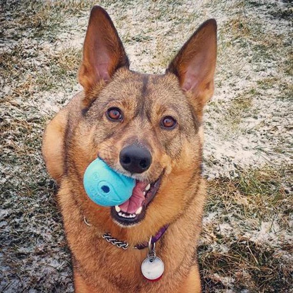 Plystre Ball Hund Leke Kjæledyr Interaktivt Kastet Spill Høy Elastisk Gummi Lyd  Ball