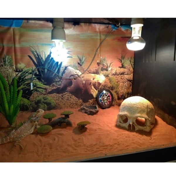 Harpiks Påskeøy Hode Bein Skull Statue for øgler Terrarium Reptil Skjul Hule Akvarium
