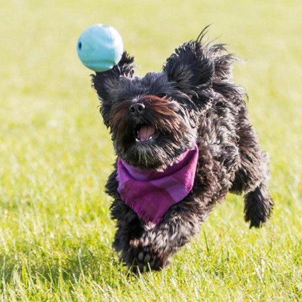 Plystre Ball Hund Leke Kjæledyr Interaktivt Kastet Spill Høy Elastisk Gummi Lyd  Ball