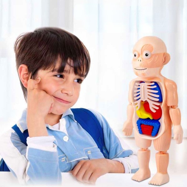 Menneske Krop Anatomi Model Børn 3D Puslespil Pædagogisk Læring Orgel Samlet Legetøj
