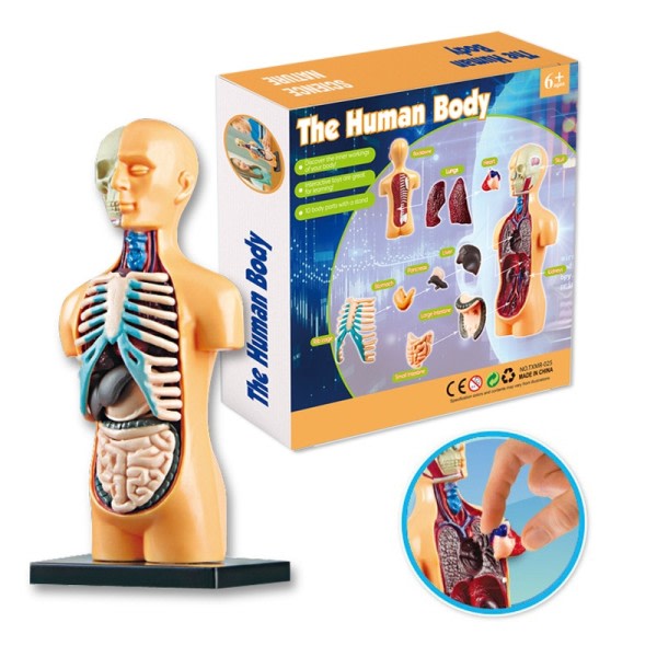 Barn pedagogisk leketøy vitenskap STEM spill montert menneske kropp skjelett anatomi organer bein sett leker