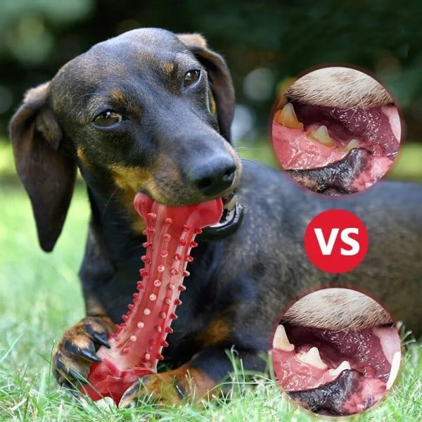 Kjæledyr leker for hund helse squeky leker for bruxisme hund tilbehør naturlig gummi