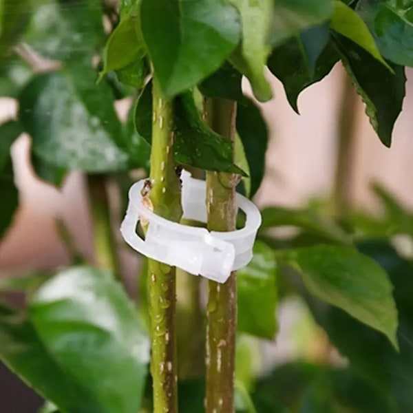 150 bitar plast växt stöd klämmor återanvändbara växt vinstockar skydd ympta fixering verktyg för grönsak tomat trädgård tillbehör