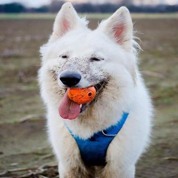 Plystre Ball Hund Leke Kjæledyr Interaktivt Kastet Spill Høy Elastisk Gummi Lyd  Ball