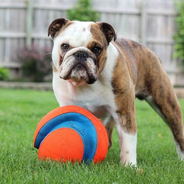 Hämta boll husdjur leksaker hund kurs leksak för stora stora träningar tillbehör