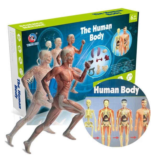 Lapset opetus lelu tiede STEM peli koottu ihminen keho luuranko anatomia elimet luut pakkaus lelut