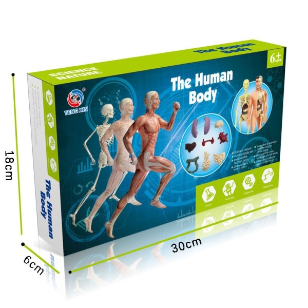 Barn pedagogisk leketøy vitenskap STEM spill montert menneske kropp skjelett anatomi organer bein sett leker