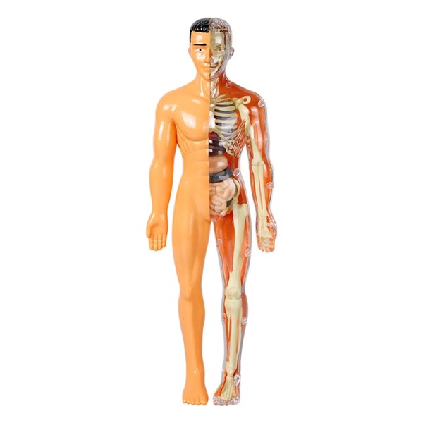 3D puslespill simulering menneske skjelett modell menneske kropp anatomi modell