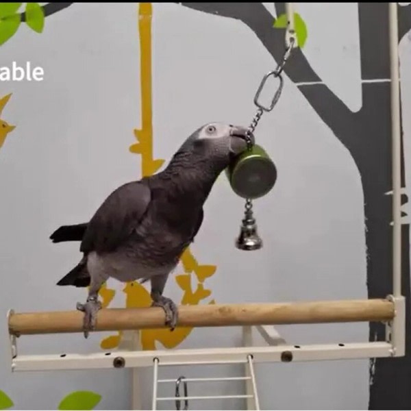 Papegøye leker til undervisning opplæring fugl snakke coach interaktiv opptak avspilling