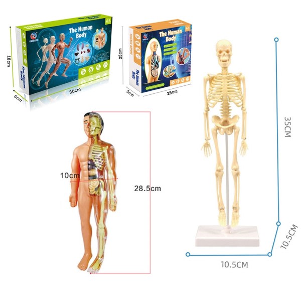 3D Menneske Krop Torso Model Uddannelsesmæssigt Montage Læring Gør det selv legetøj