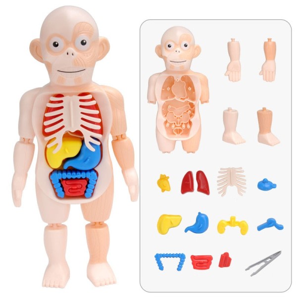 Menneske Krop Anatomi Model Børn 3D Puslespil Pædagogisk Læring Orgel Samlet Legetøj
