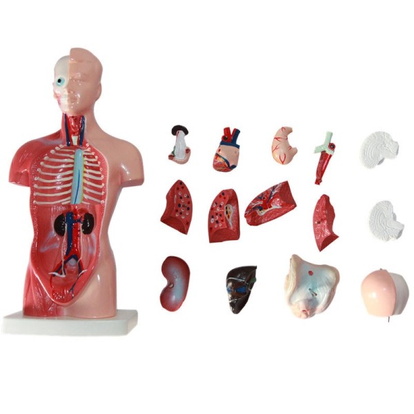 Torso Modell Biologisk Pedagogisk Leker Menneske Anatomi Modell Menneske Kropp Struktur Leketøy