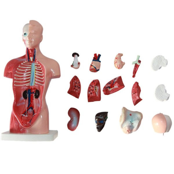Torso Modell Biologisk Utbildnings Leksaker Människor Anatomi Modell Mänsklig Kropp Struktur Leksak