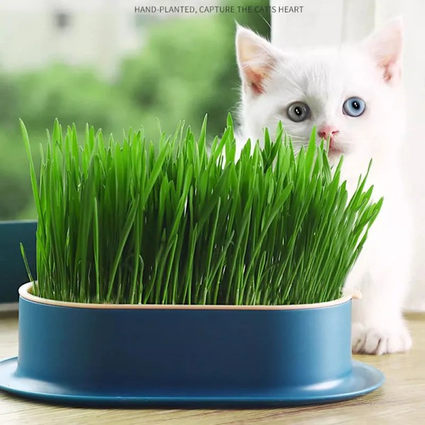Kæledyr kat spire fad dyrkning potte hydroponisk plante kat græs spiring fordøjelse starter fad drivhus grow box