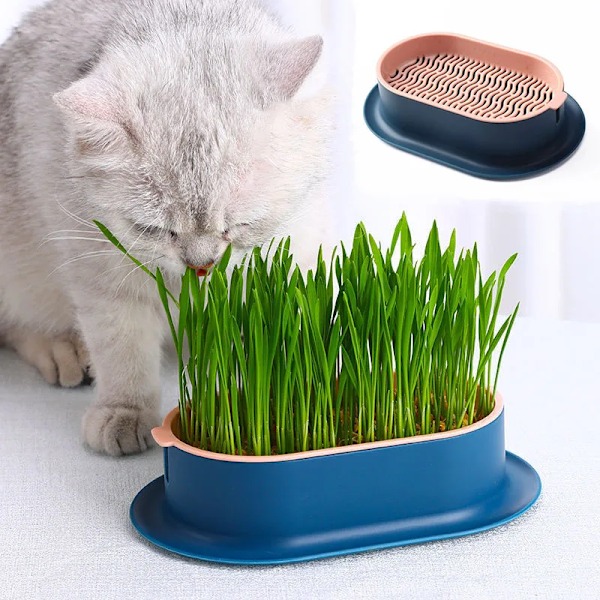 Kæledyr kat spire fad dyrkning potte hydroponisk plante kat græs spiring fordøjelse starter fad drivhus grow box
