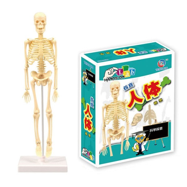 Lapset opetus lelu tiede STEM peli koottu ihminen keho luuranko anatomia elimet luut pakkaus lelut
