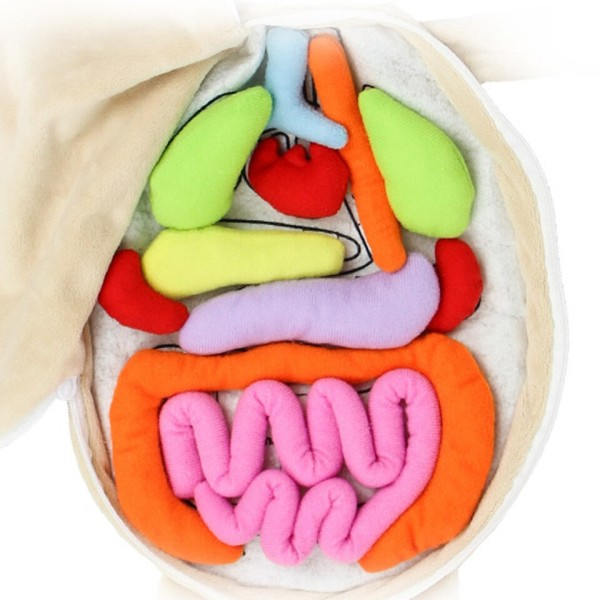 3D Pulma Ihmis keho anatomia nukke keho elimet opetusvälineet tiede oppimispakkaukset