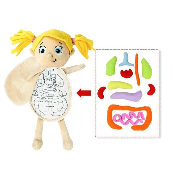 3D Pulma Ihmis keho anatomia nukke keho elimet opetusvälineet tiede oppimispakkaukset
