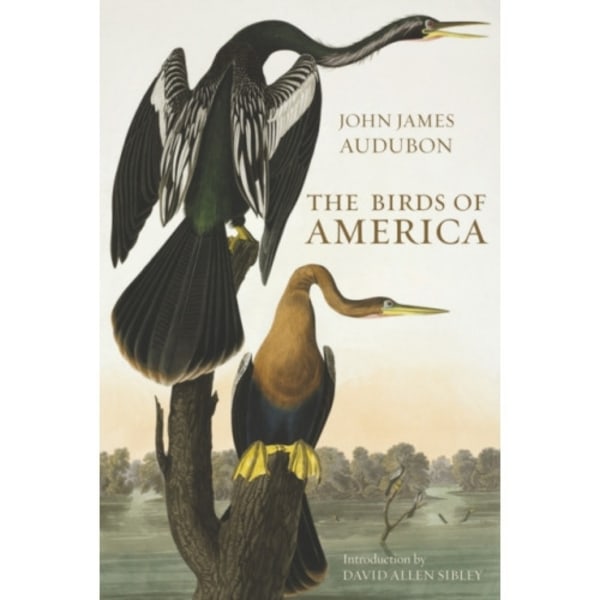 The Birds of America (inbunden, eng)