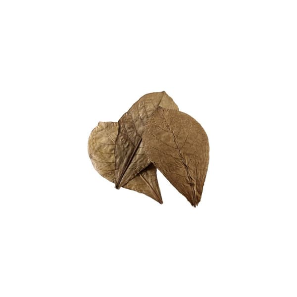 Catappa Leaves XL 12st Brun