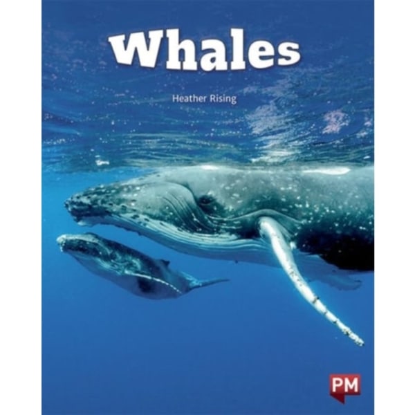 WHALES (häftad, eng)