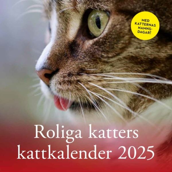 Roliga katters kattkalender 2025 (häftad)