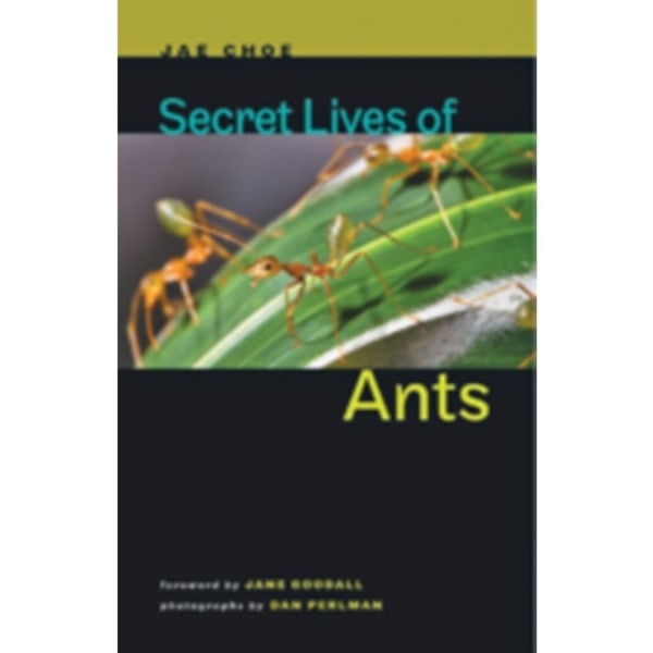 Secret Lives of Ants (inbunden, eng)