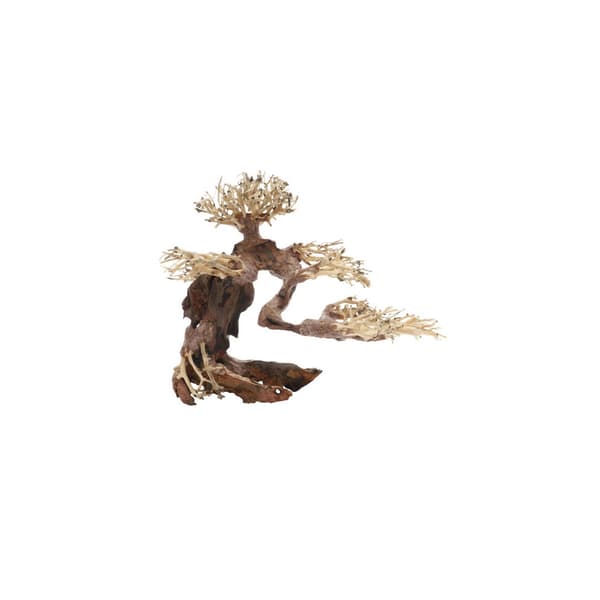 Bonsai M Brun