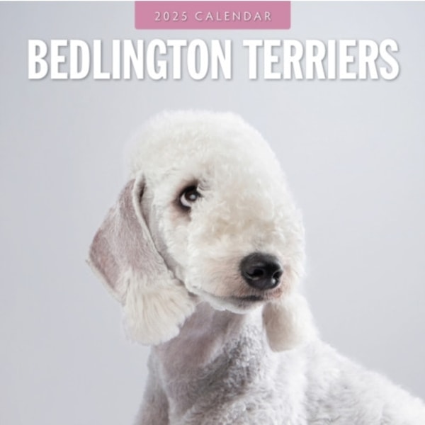 Bedlington Terriers 2025 Square Wall Calendar (häftad, eng)